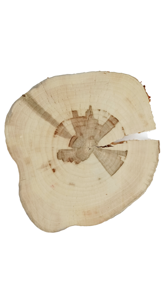 Sanded, dry wooden disc for painting (thuja)