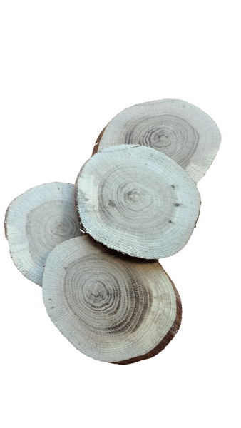 Unpolished, dry wooden discs for painting and craft